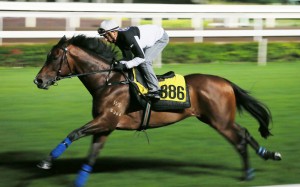 Zac Purton puts Packing Pins through his paces on Tuesday morning as the horse prepares for his biggest test in the Jockey Club Mile on Saturday. Photo: Kenneth Chan