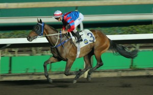 Gun Pit is heading for Japan and Sunday's Champions Cup, having run out of races for him in Hong Kong. Photo: Kenneth Chan