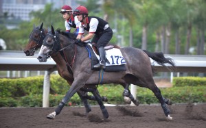 There have been plenty of imports that have caught the eye, but none has been more discussed than John Moore's grey colt Consort. Photo: Kenneth Chan