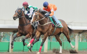 Blazing Speed (Neil Callan) edges out People's Knight (Terry Wong) to win a dirt trial as he prepares for the Hong Kong Gold Cup Sunday week. Photo: Kenneth Chan
