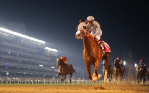 Popular American galloper California Chrome wins the Dubai World Cup easily in front of a packed crowd at Meydan. Photo: Kenneth Chan