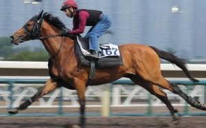 HELENE PARAGON galloping on the all weather track at Sha Tin on 22Jan16.