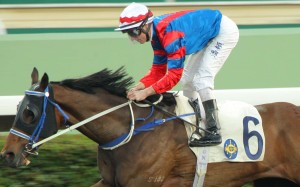 Gun Pit will be the first Hong Kong runner in the Dubai World Cup since Akeed Mofeed and Military Attack lined up in 2014. Photo: Kenneth Chan