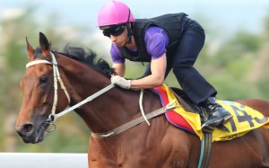 Matthew Chadwick puts Peniaphobia through his paces on the Sha Tin all-weather track on Thursday morning. Photo: Kenneth Chan