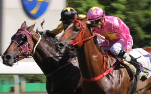 The four-year-olds won the Premier Plate and Premier Cup respectively, but while John Moore’s galloper is heading to the Sha Tin Mile Trophy, John Size’s charge is likely finished for the season