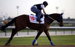 Hong Kong could have its second runner ever at the rich November meeting with the trainer looking to aim his specialist at the US$1 million Dirt Mile