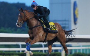 Blazzard strides out at trackwork for Chad Schofield on Thursday morning. Photos: Kenneth Chan