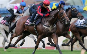 Karis Teetan gives Giant Turtle a hit-out in a recent barrier trial. Photos: Kenneth Chan