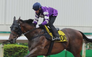 Neil Callan rides Strathmore in a recent barrier trial. Photos: Kenneth Chan