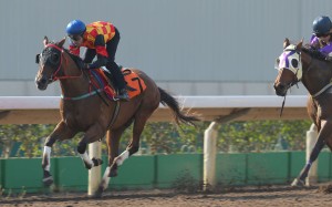 Blinkers bring the best out of Bond Elegance in a recent trial and the three-year-old looks well placed in a straight race on debut on Sunday at Sha Tin. Photos: Kenneth Chan