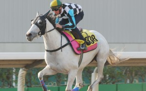 Storm Kid appears to be doing everything right in this trial but is probably actually moving at walking pace. PHOTOS: Michael Cox.