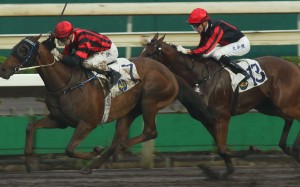 Zac Purton guides Vanilla to victory on the dirt at Sha Tin on Sunday. Photos: Kenneth Chan