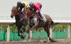 Mr Stunning (Joao Moreira) edges stablemate D B Pin (Karis Teetan) in a trial at Sha Tin last Friday. Photos: Kenneth Chan