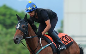 My Honey gallops in trackwork. Photo: Kenneth Chan