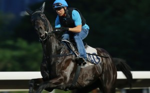 World Record gallops at trackwork. Photo: Kenneth Chan
