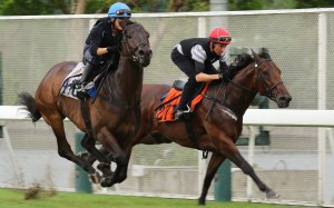 Strathspey (right) works with Sichuan Boss in October. Photo: Kenneth Chan