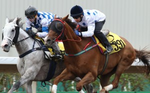 Contentment (right) finishes second to Silverfield in a barrier trial at Sha Tin on Friday. Photos: Kenneth Chan