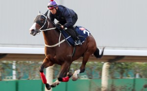 Beauty Only impresses on the training track on Wednesday morning. Photos: Kenneth Chan