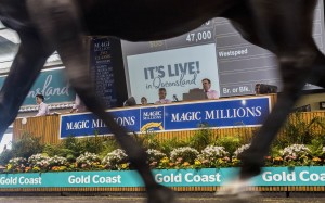 The 2018 Magic Millions sale on the Gold Coast. Photo: EPA-EFE/GLENN HUNT
