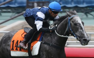 Karis Teetan guides The Judge to victory in a barrier trial in November. Photo: Kenneth Chan