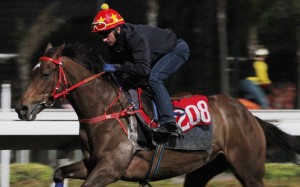 Douglas Whyte gallops Good Omen on February 19. Photo: Kenneth Chan