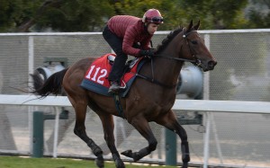 Easy Go Easy Win gallops for Tommy Berry at Sha Tin on February 8. Photos: Kenneth Chan.