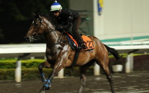 Sacred Ibis works at Sha Tin on Thursday. Photos: Kenneth Chan.