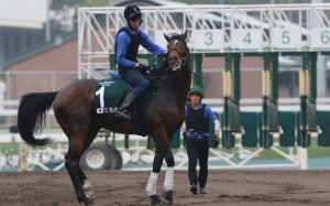 “Naughty Alan” Al Ain gets his crazy on at Sha Tin three days out from the Group One Audemars Piguet QE II Cup. Photos: Kenneth Chan