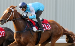 Famous Warrior trials at Sha Tin. Photos: Kenneth Chan
