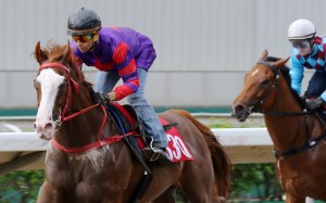 Solomon’s Bay cruises to a comfortable trial victory last week. Photo: Kenneth Chan