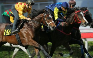 Alexis Badel (gold silks) trials Gold Chest in a 1,000m Sha Tin turf trial last month. Photos: Kenneth Chan.