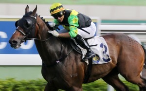 Gorgeous King wins in his only start this season. Photos: Kenneth Chan