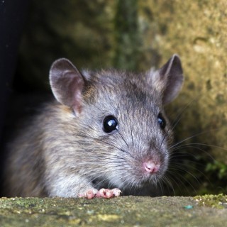 Earlier this summer, Hong Kong faced a rampant rodent problem. Photo: Alamy