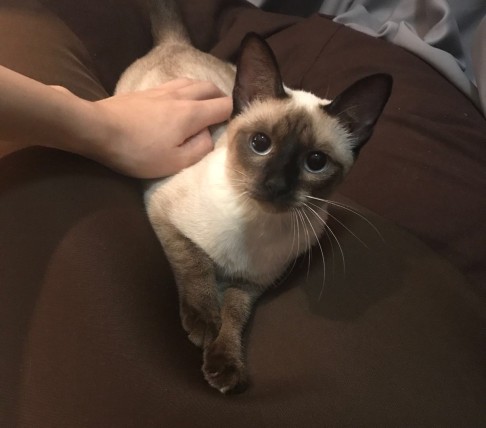 Shenzhen IT worker Li Yuhang's cat Ruby, who he regards as his ‘daughter’
