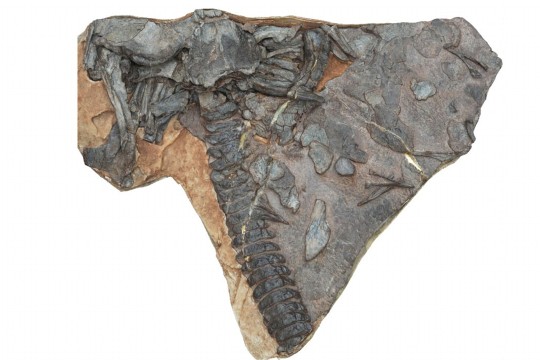 小物 tetrapod China's monster fish fossil reignites tetrapod evolution debate