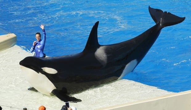 Whale fail: SeaWorld to end orca shows by 2017, amid ‘Blackfish ...