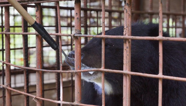 Five Moon Bears Rescued By Hong Kong Based Charity From