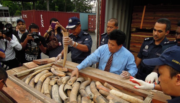 WWF exposes loophole in Singapore ivory trade laws that allows illegal trade to prosper WWF exposes loophole in Singapore ivory trade laws that allows illegal trade to prosper