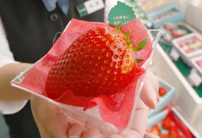 Would You Pay Hk 3 500 For One Strawberry In Japan They Do South China Morning Post Would You Pay Hk 3 500 For One Strawberry In Japan They Do South China Morning Post