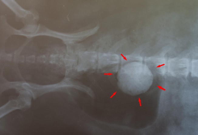 dog diet to prevent bladder stones
