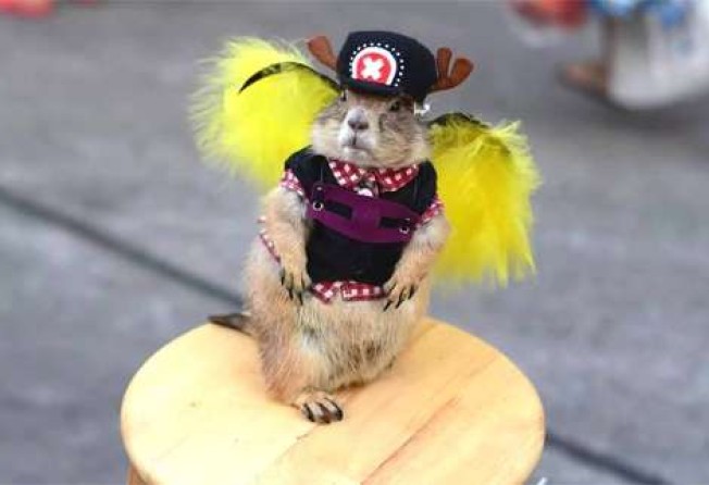 Batman Suits And Cowboy Outfits A Prairie Dog S Life In