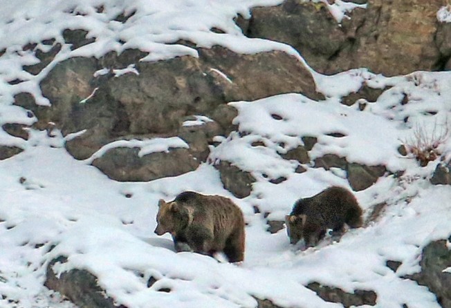 Himalayan brown bear safaris in India – all you need to know about seeing  one of the world's rarest animals | South China Morning Post