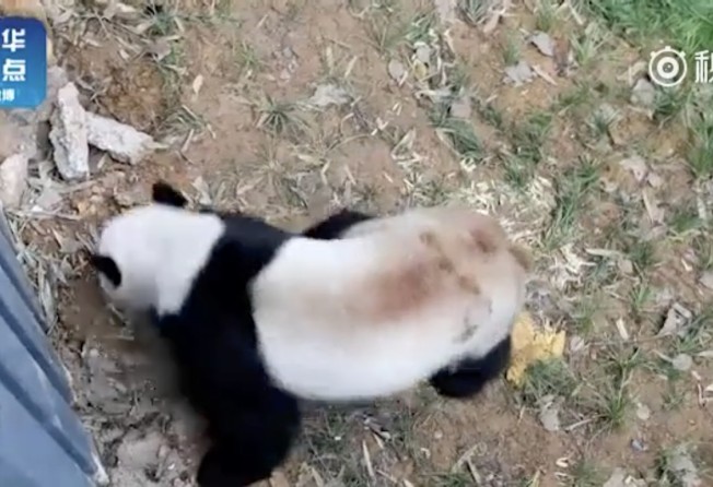 Dancing China Panda Is Actually In Distress Say Experts