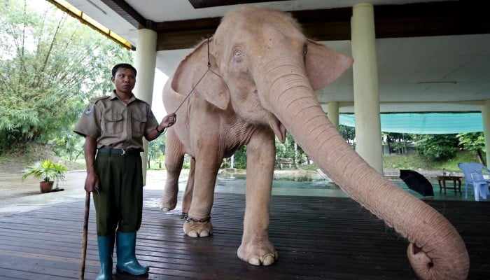 Rare white elephants treasured in Myanmar