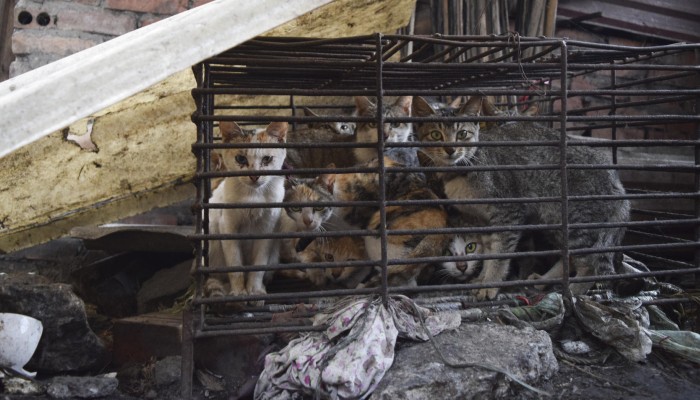 Cruel trade: the flourishing cat-meat restaurants of north Vietnam