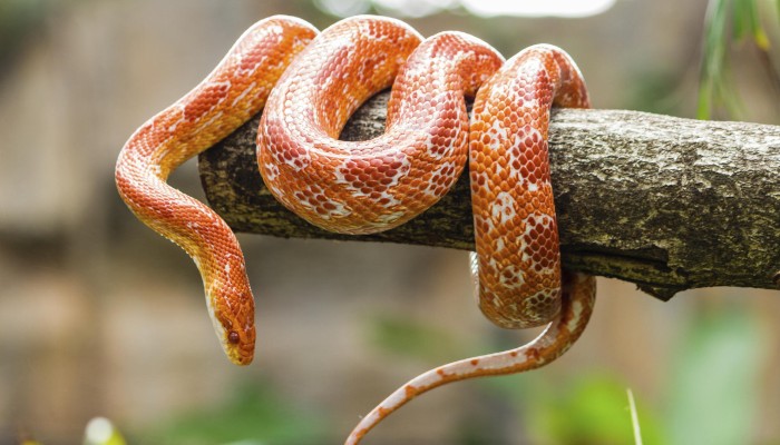 Best small store snakes for pets