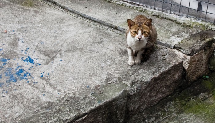 Stray Cat Blues | South China Morning Post