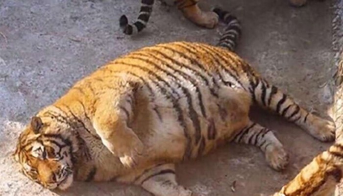 Obese Siberian Tigers In China Zoo Raise Giggles But Also