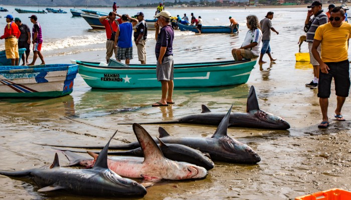 Sea Isle Bans Shark Fishing Off Beaches