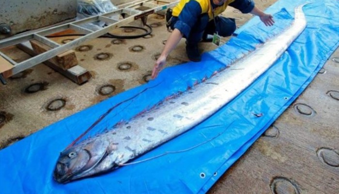 Japan earthquake, tsunami fears heighten after oarfish sightings but  scientists say it's not a bad omen
